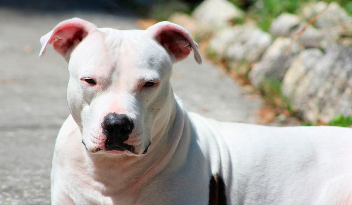 Un niño de tres años fue salvado por su abuela cuando era atacado por dos dogos y un pitbull