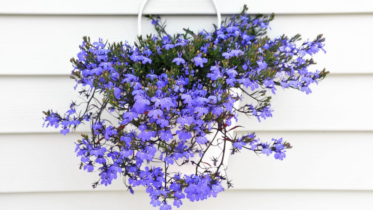 La lobelia es una planta de crecimiento bajo, ideal para cubrir pequeñas áreas del balcón. La lobelia es una planta de crecimiento bajo, ideal para cubrir pequeñas áreas del balcón.