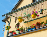 Estas cinco plantas son ideales para balcones donde no hay lugar para muchas macetas. Estas cinco plantas son ideales para balcones donde no hay lugar para muchas macetas.