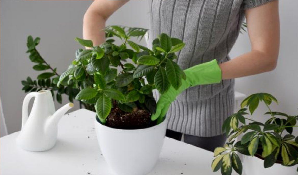 Ideal para estar en espacios cálidos