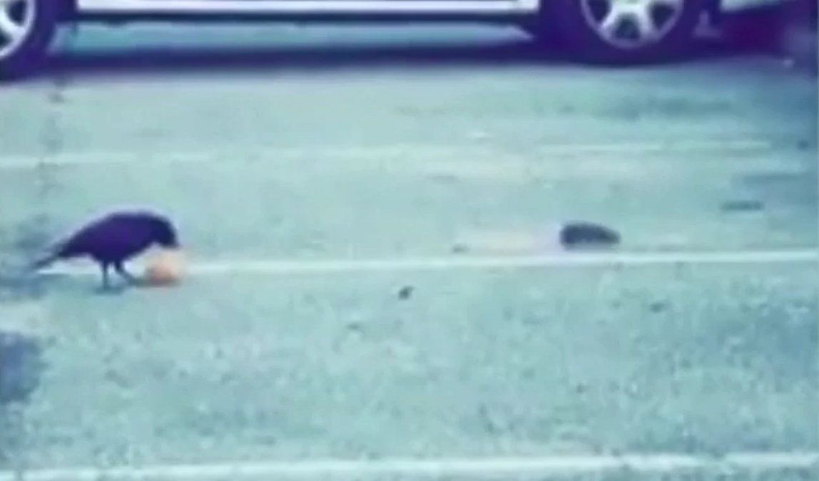 Viral: el tierno momento que protagonizaron un cuervo y una rata al compartir la comida