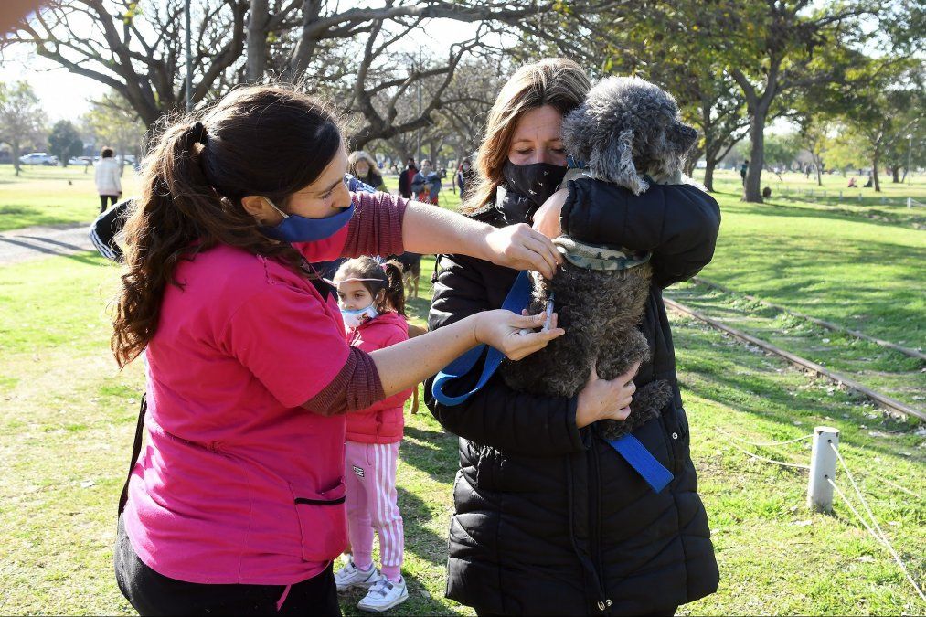 La Municipalidad avanza de forma sostenida con la campaña de salud animal.