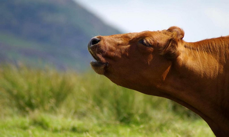 Hay animales que no pueden regular la temperatura de su cuerpo. Hay animales que no pueden regular la temperatura de su cuerpo.