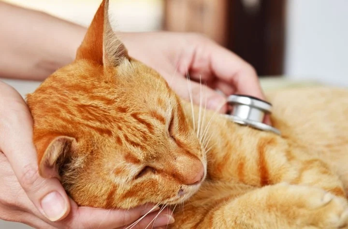 Su madre la llam&oacute; para decirle que su gato se estaba muriendo y que se fuera directamente a la veterinaria.