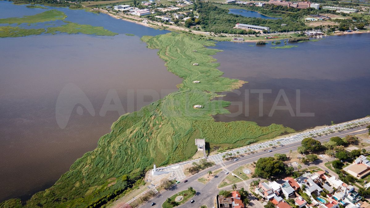 Vista aérea de la vegetación que ocupa todo el ancho de la laguna y que cruza desde la Costanera Oeste a la Este