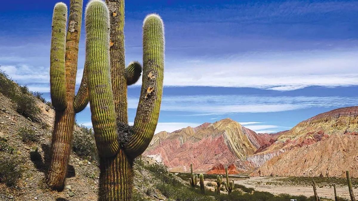 Los cardones del Parque Nacional, que crecen apenas unos centímetros por año, constituyen uno de los ecosistemas protegidos más importantes de la ecorregión de Prepuna en el noroeste argentino. Los cardones del Parque Nacional, que crecen apenas unos centímetros por año, constituyen uno de los ecosistemas protegidos más importantes de la ecorregión de Prepuna en el noroeste argentino.