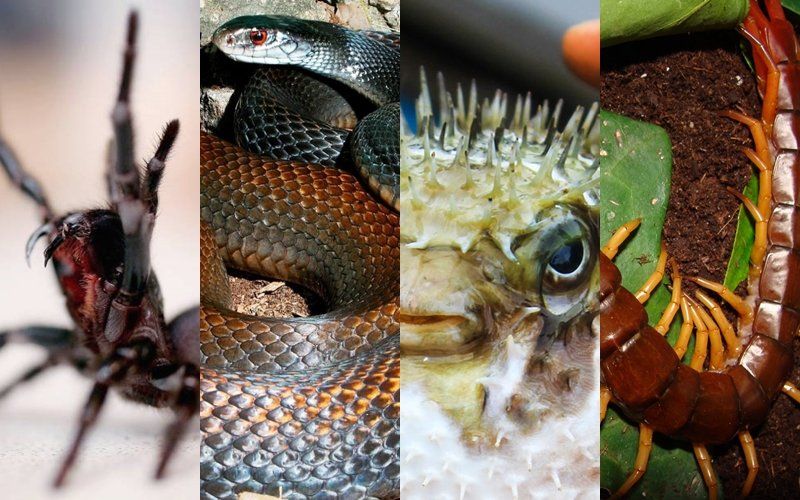 Los doce animales más venenosos del planeta