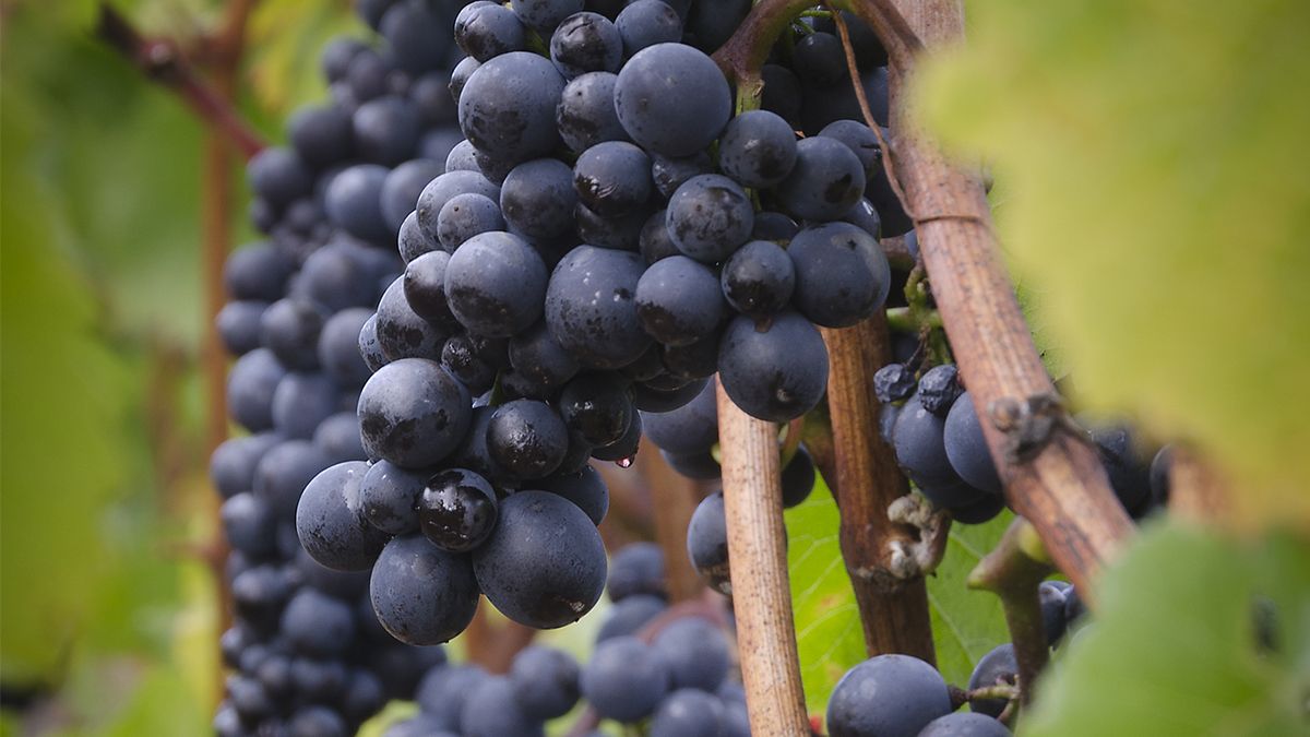 El Pinot Noir escribe su historia al sur del mundo