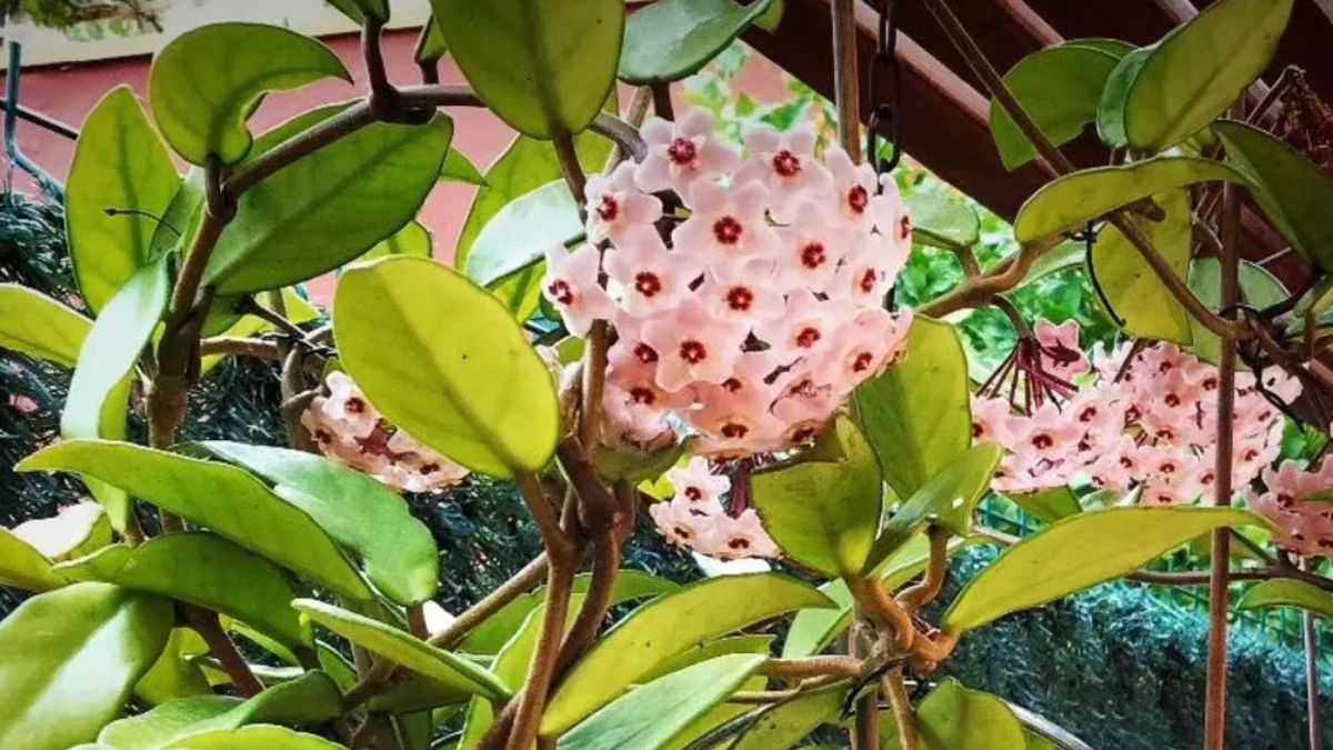 Un follaje espeso que se mantiene firme incluso en los días más calurosos.