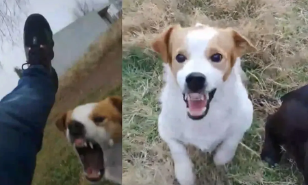 Pancho, el perro de Tik Tok que se enoja con la canción de Mi Bebito Fiu Fiu Pancho, el perro de Tik Tok que se enoja con la canción de Mi Bebito Fiu Fiu
