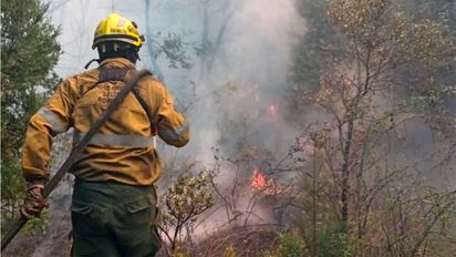 Incendios: en 2024 sólo se ejecutó el 22% del presupuesto destinado al manejo del fuego
