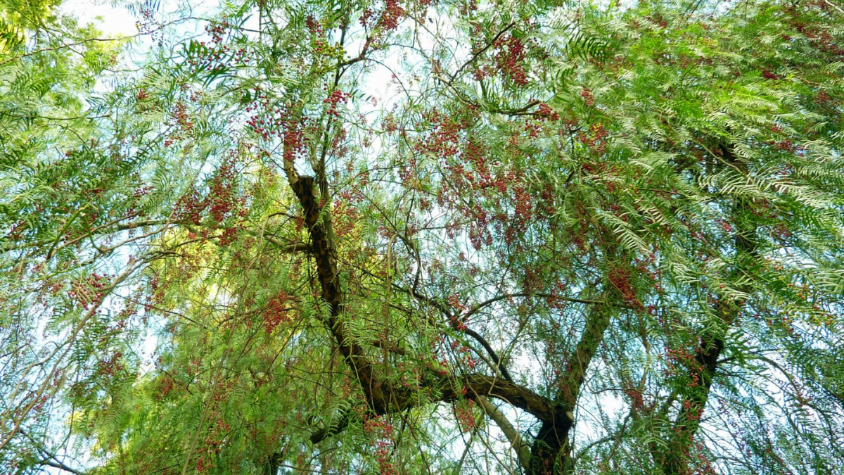 Además de repeler insectos, esta planta autóctona de Santa Fe convive armoniosamente con la mariposa y otros polinizadores locales.