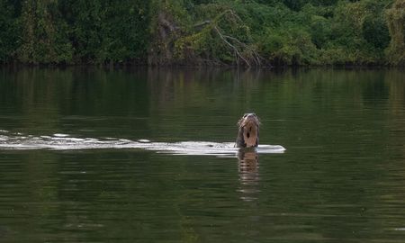 Aire de Santa Fe | nutria gigante 1 - rewilding argentina.jpeg
