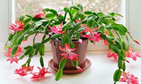 Algunas de estas suculentas colgantes florecen todo el año. Algunas de estas suculentas colgantes florecen todo el año.