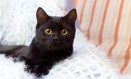 Halloween es una fecha donde muchas personas hacen rituales con los pequeños felinos Halloween es una fecha donde muchas personas hacen rituales con los pequeños felinos