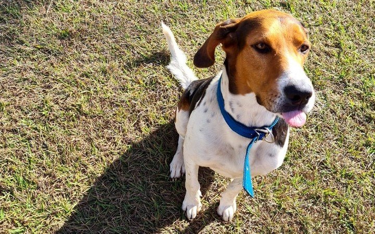Es un foxhound americano de seis a&ntilde;os.&nbsp;