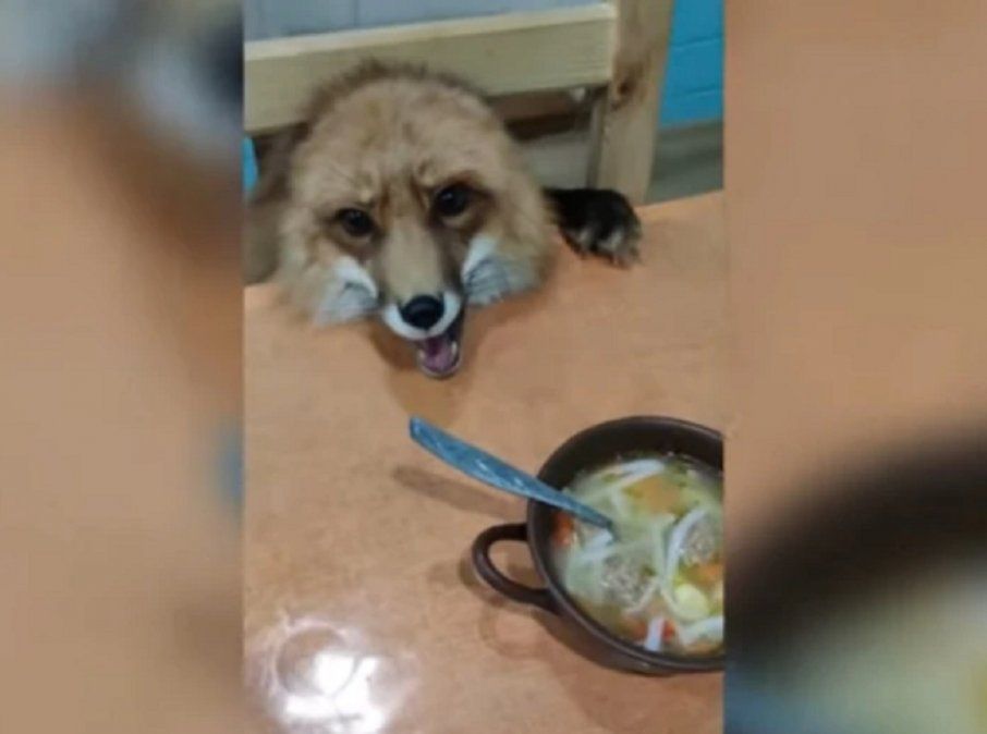 Video viral: una mujer adoptó un zorro y se sorprendió por su forma de comer.