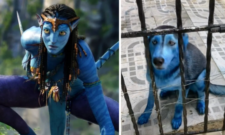 Virtal de TikTok: el perro Avatar que se comió una bomba de humo azul Virtal de TikTok: el perro Avatar que se comió una bomba de humo azul
