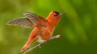 El profundo significado de ver un colibrí rojo en tu vida