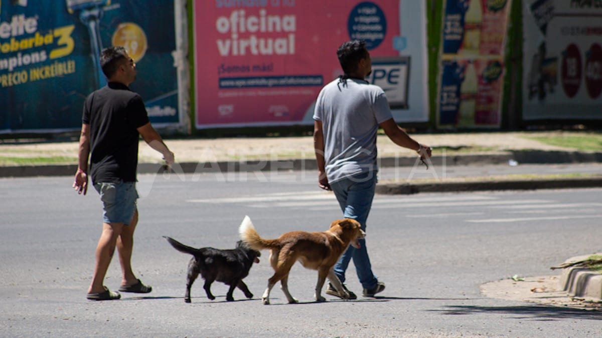 A pesar de que aumentó la adopción, muchas organizaciones que rescatan animales señalaron que aumentaron los abandonos y devoluciones.