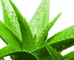 Para qué sirve el aloe vera. Para qué sirve el aloe vera.