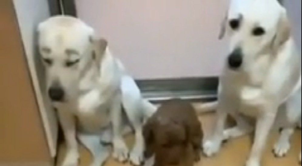 VIDEO: Robaron una salchicha, su dueño los interrogó y mandaron al frente al culpable