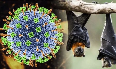Virus Nipah: el patógeno zoonótico que preocupa por su alta tasa de mortalidad. Virus Nipah: el patógeno zoonótico que preocupa por su alta tasa de mortalidad.