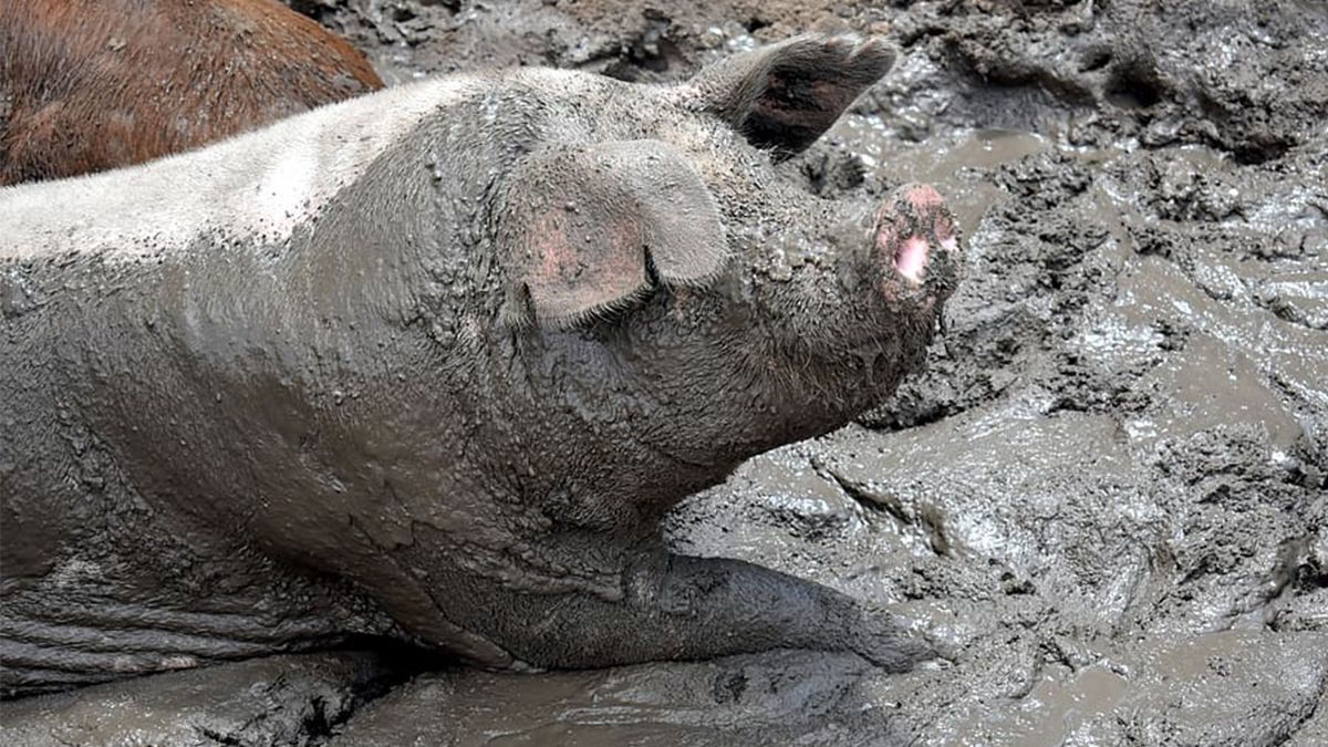 {altText(<p>Cancillería desmintió el avance del acuerdo porcino con China. Este lunes, activistas se expresan en redes sociales bajo el hashtag #Noalacuerdoporcinoconchina</p>,Cerdos si, cerdos no: el chiquero informativo por la instalación de megagranjas porcinas )}