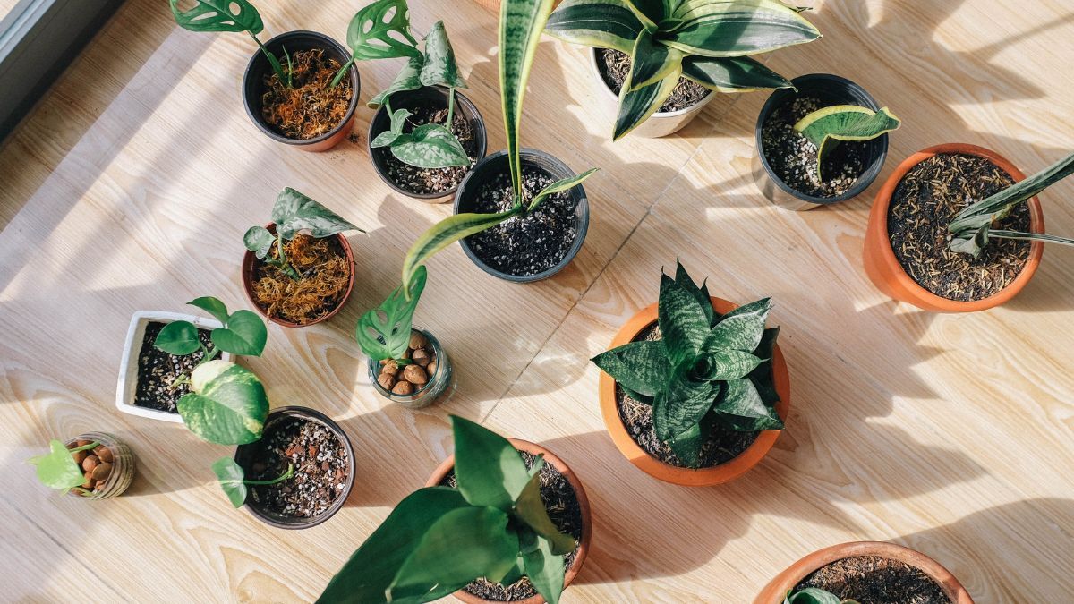 Algunas plantas resisten mejor espacios cerrados y con aire poco renovado. Algunas plantas resisten mejor espacios cerrados y con aire poco renovado.