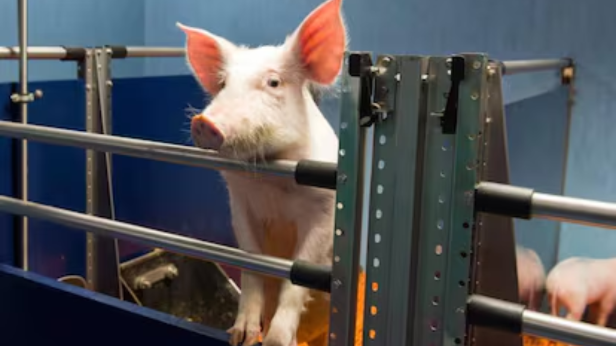 Las condiciones de aislamiento en laboratorios científicos ponen a prueba la capacidad cognitiva y el bienestar de los animales sujetos a investigación. Las condiciones de aislamiento en laboratorios científicos ponen a prueba la capacidad cognitiva y el bienestar de los animales sujetos a investigación.