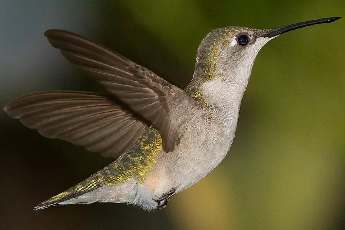 Cómo vuela el colibrí
