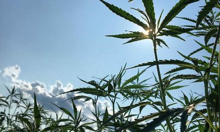 Ingresó a la Cámara de Diputados un proyecto de ley que impulsa la producción de cáñamo y derivados no psicoactivos del cannabis con fines industriales y alimenticios. Ingresó a la Cámara de Diputados un proyecto de ley que impulsa la producción de cáñamo y derivados no psicoactivos del cannabis con fines industriales y alimenticios.