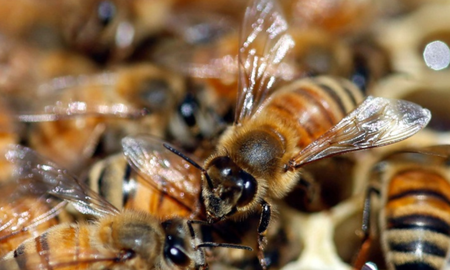 Un trágico ataque de abejas acaba con la vida de un hombre en Monte Vera. Foto ilustrativa. Un trágico ataque de abejas acaba con la vida de un hombre en Monte Vera. Foto ilustrativa.