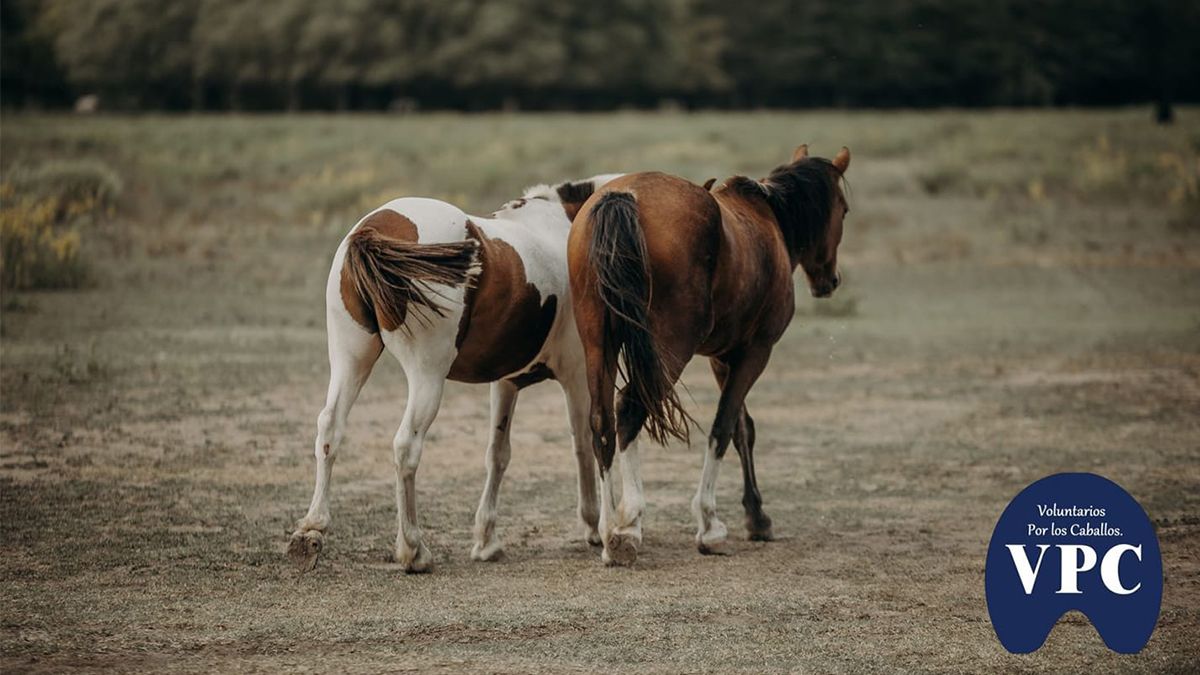 El campo donde viven los caballos rescatados y recuperados por la ONG Voluntarios por los Caballos.