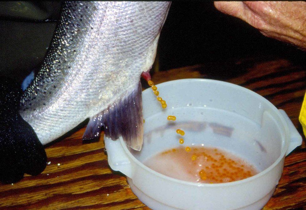 El salmón es apretado manualmente para que expulse las huevas. 