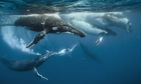Ballenas jorobadas emergen en las costas tropicales donde se registran sus áreas de reproducción. Ballenas jorobadas emergen en las costas tropicales donde se registran sus áreas de reproducción.