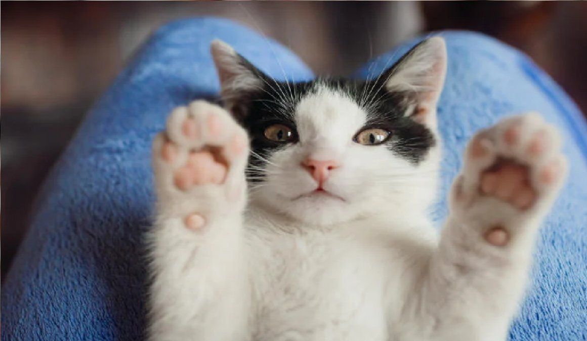 Los gatos son animales muy independientes