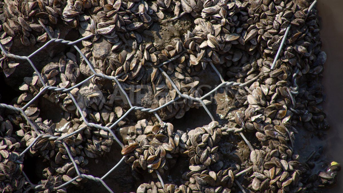 Los mejillones dorados que trajeron del sudeste asiático los barcos se puede observar hasta en la costa de Santo Tomé.