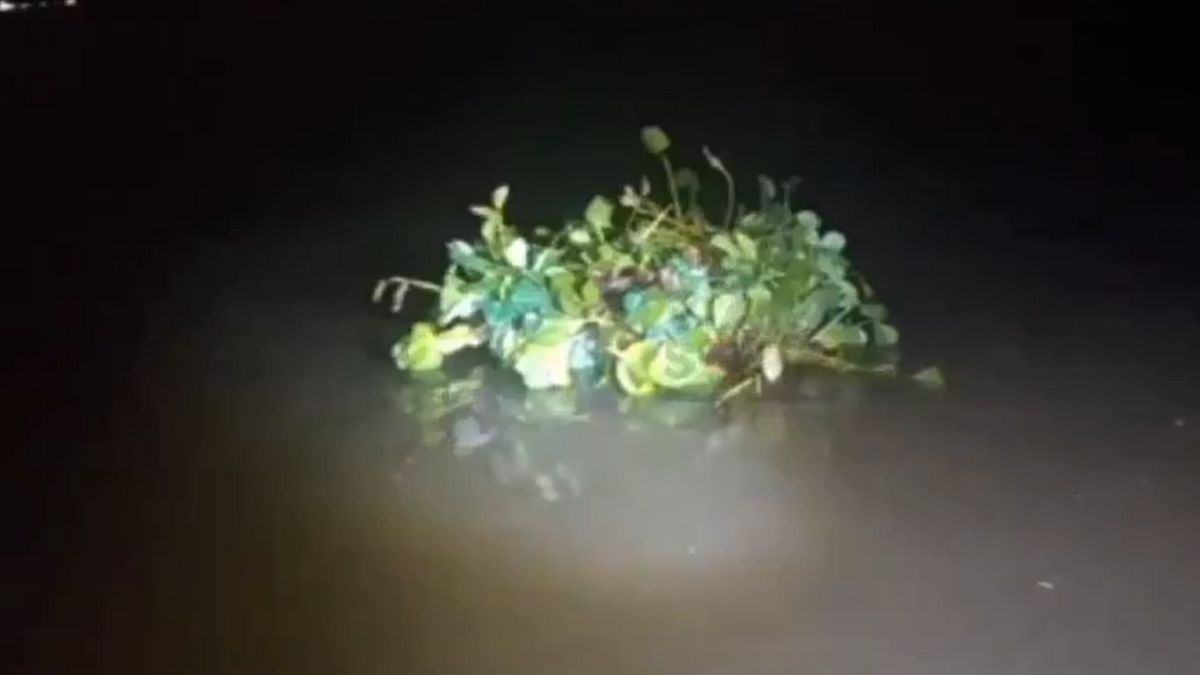 Disfrazado de camalote