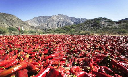 En invierno, la localidad de Payogasta se tiñen de rojo tras el secado de los pimientos que producen. En invierno, la localidad de Payogasta se tiñen de rojo tras el secado de los pimientos que producen.