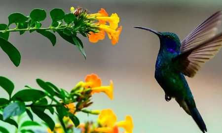Dónde duermen los colibríes