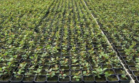 Investigadores santafesinos se lanzan a producir plantines de algarrobo con técnicas de clonación Investigadores santafesinos se lanzan a producir plantines de algarrobo con técnicas de clonación