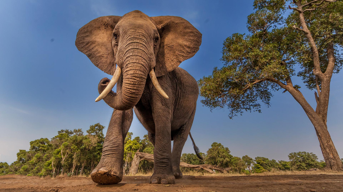 Un cazador murió aplastado por un elefante luego de matar a sus crías