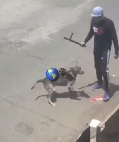 Detenidos tras quedar grabados cuando apuñalaba 18 veces a un perro callejero