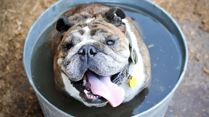 Golpe de calor en perros: cómo reconocerlos y qué hacer