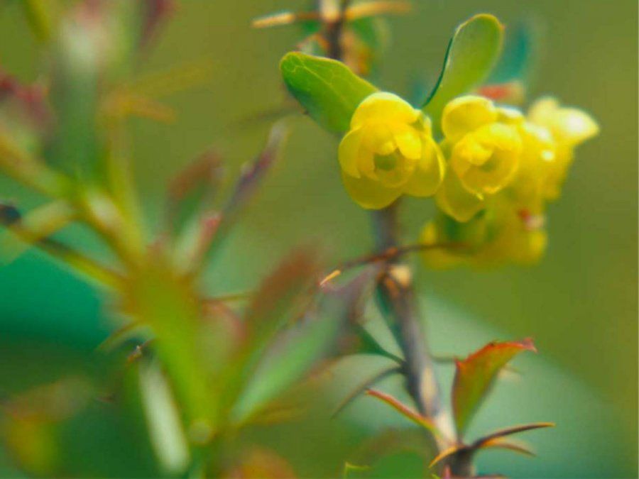 4 plantas para que descanse tu estómago tras un empacho