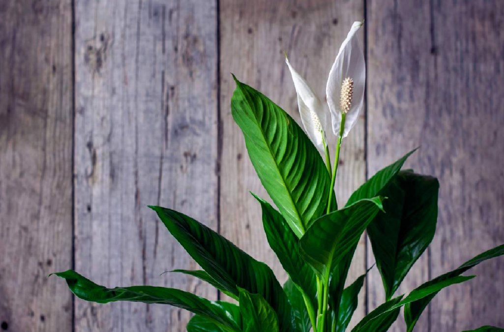 Planta es nativa de los bosques lluviosos de América