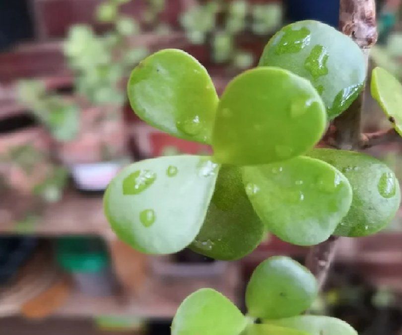 Cómo cuidar el árbol de jade