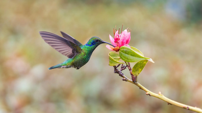 El significado de la presencia de un colibrí