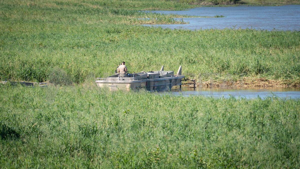 Para limpiar la laguna Setúbal, los operarios involucrados debieron trabajar con herramientas de mano y sierras con espadas largas.